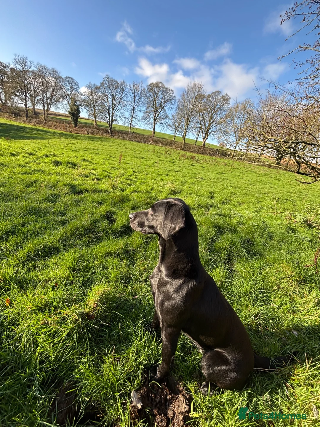 Labrador Retriever dogs for sale: Labrador puppies  - Advert 1