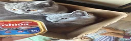 British Shorthair cats for sale: British shorthair chubby kitten for sale in Chessington - Advert 3