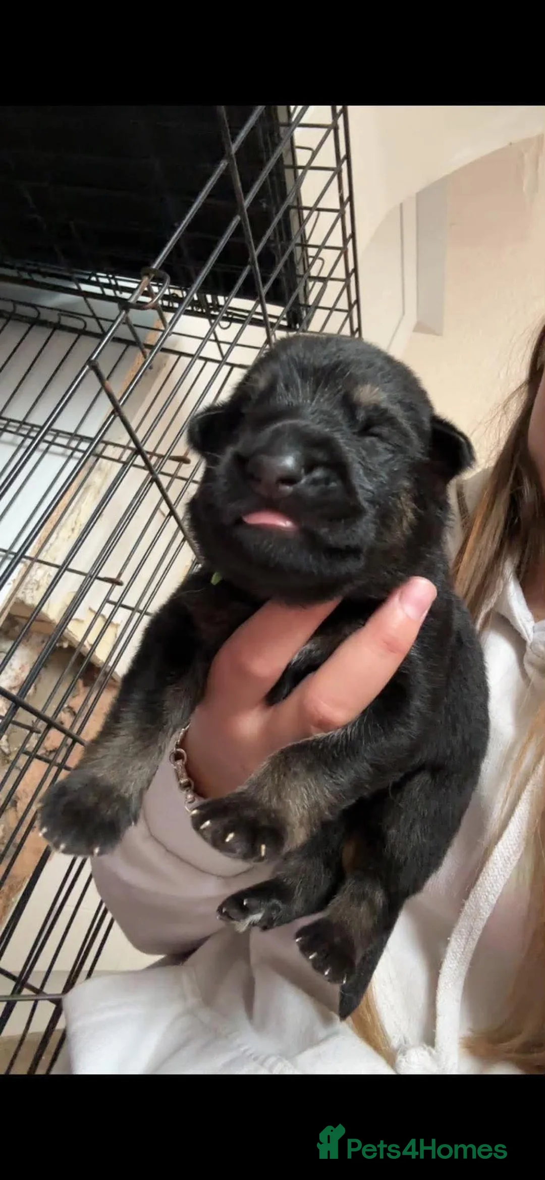German Shepherd dogs for sale:  German Shepard puppies - Advert 2