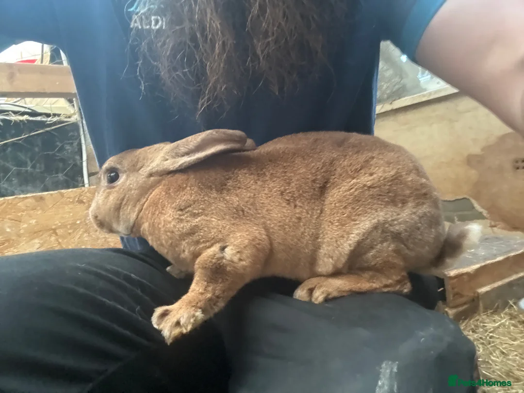 Rex rabbits for sale: Rex, velvet and mixed bunnies  - Advert 13