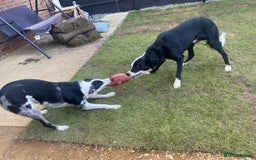 Border Collie dogs for sale: Beautiful female border collie  - Image 3