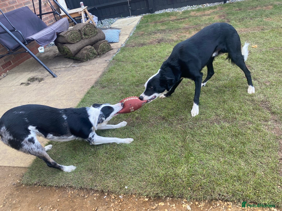 Border Collie dogs for sale: Beautiful female border collie  - Image 3
