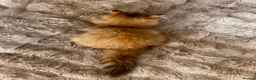 British Longhair cats for sale: Adorable GCCF British LH & SH Kittens - Advert 33