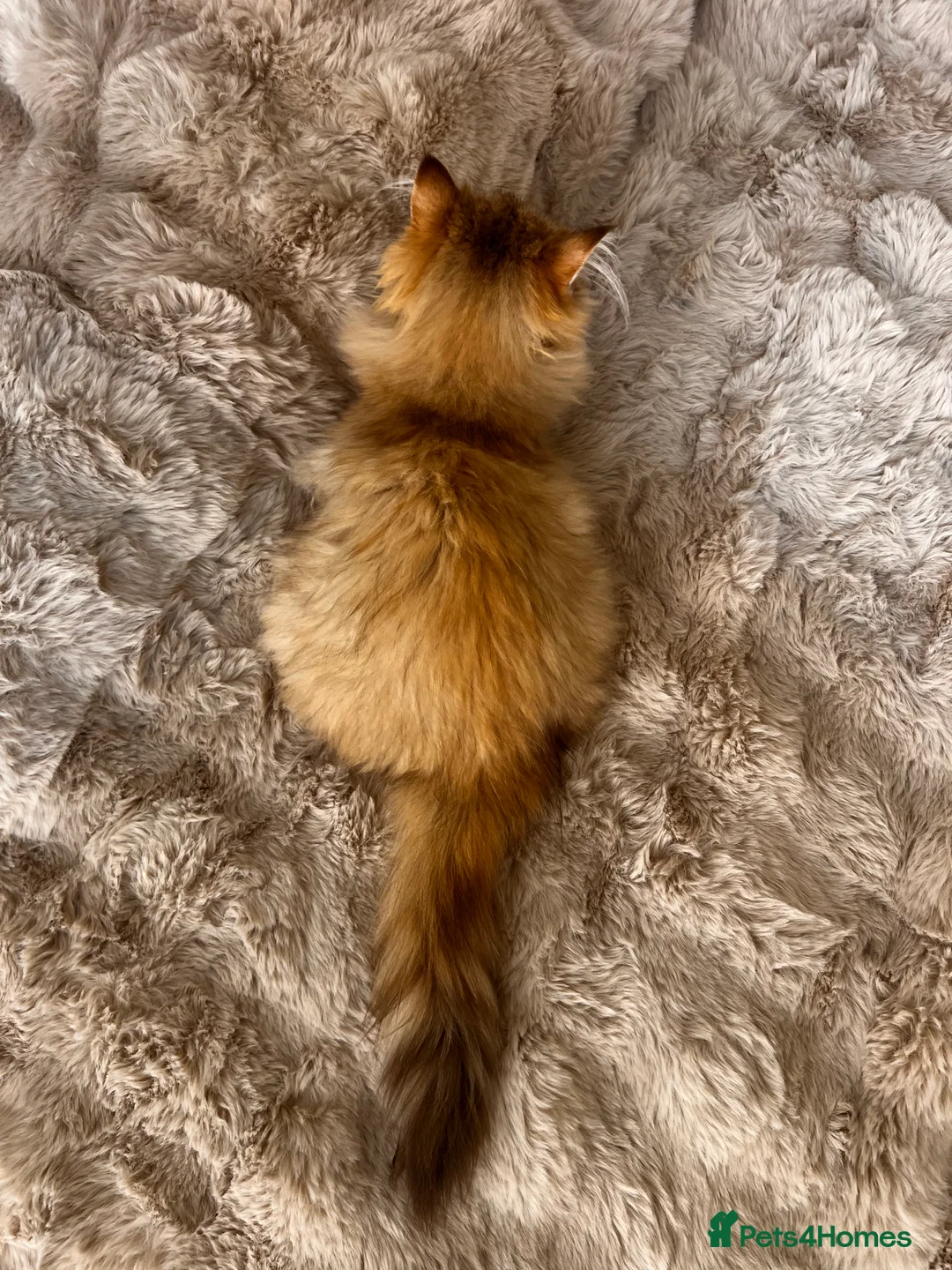 British Longhair cats for sale: Adorable GCCF British LH & SH Kittens - Advert 33