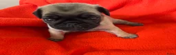 Pug dogs for sale: Kc registered Pug puppies - Advert 6