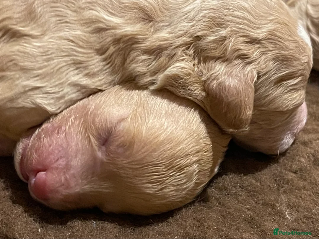 Poochon dogs for sale: 🐾Miniature Poochon puppies sold 8/2/26 - Advert 8