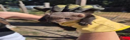 Ferret rodents for sale: Eu polecats in Barnsley - Advert 1