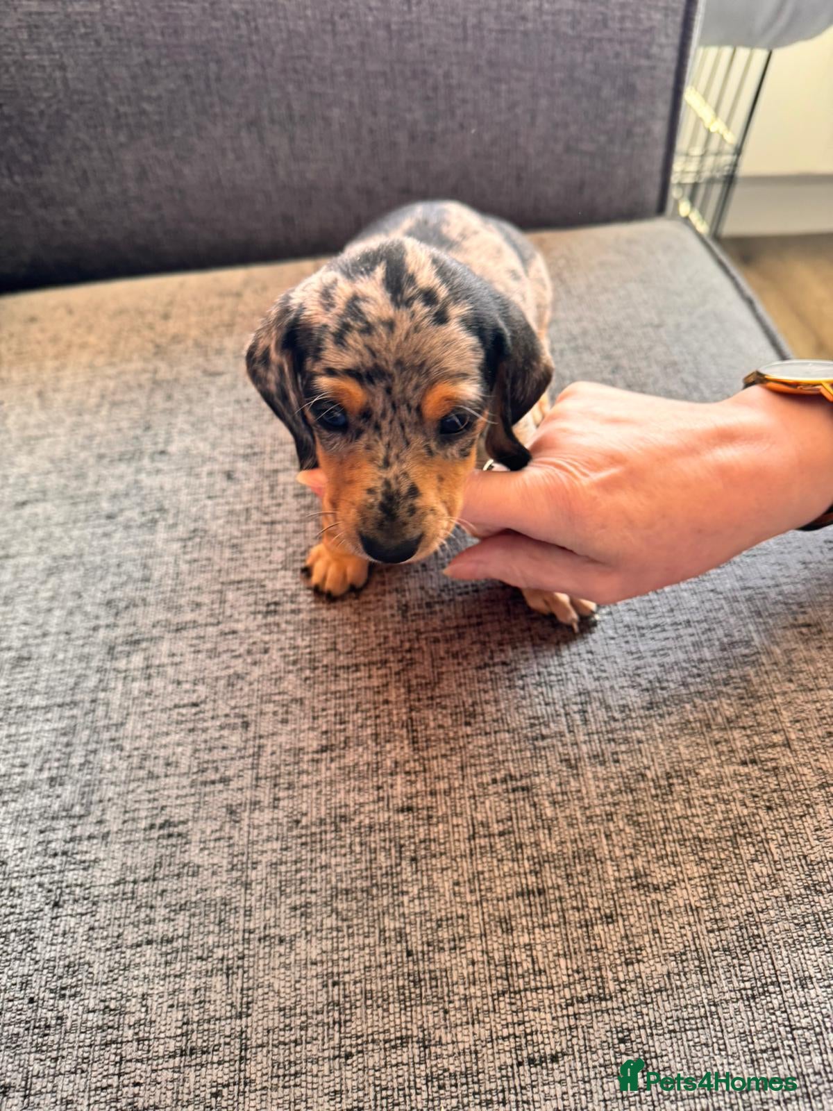 Miniature Dachshund dogs Shorthaired miniature dachshunds - Advert 2