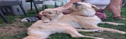 Goldendoodle dogs for sale: Goldendoodle puppies - Advert 9
