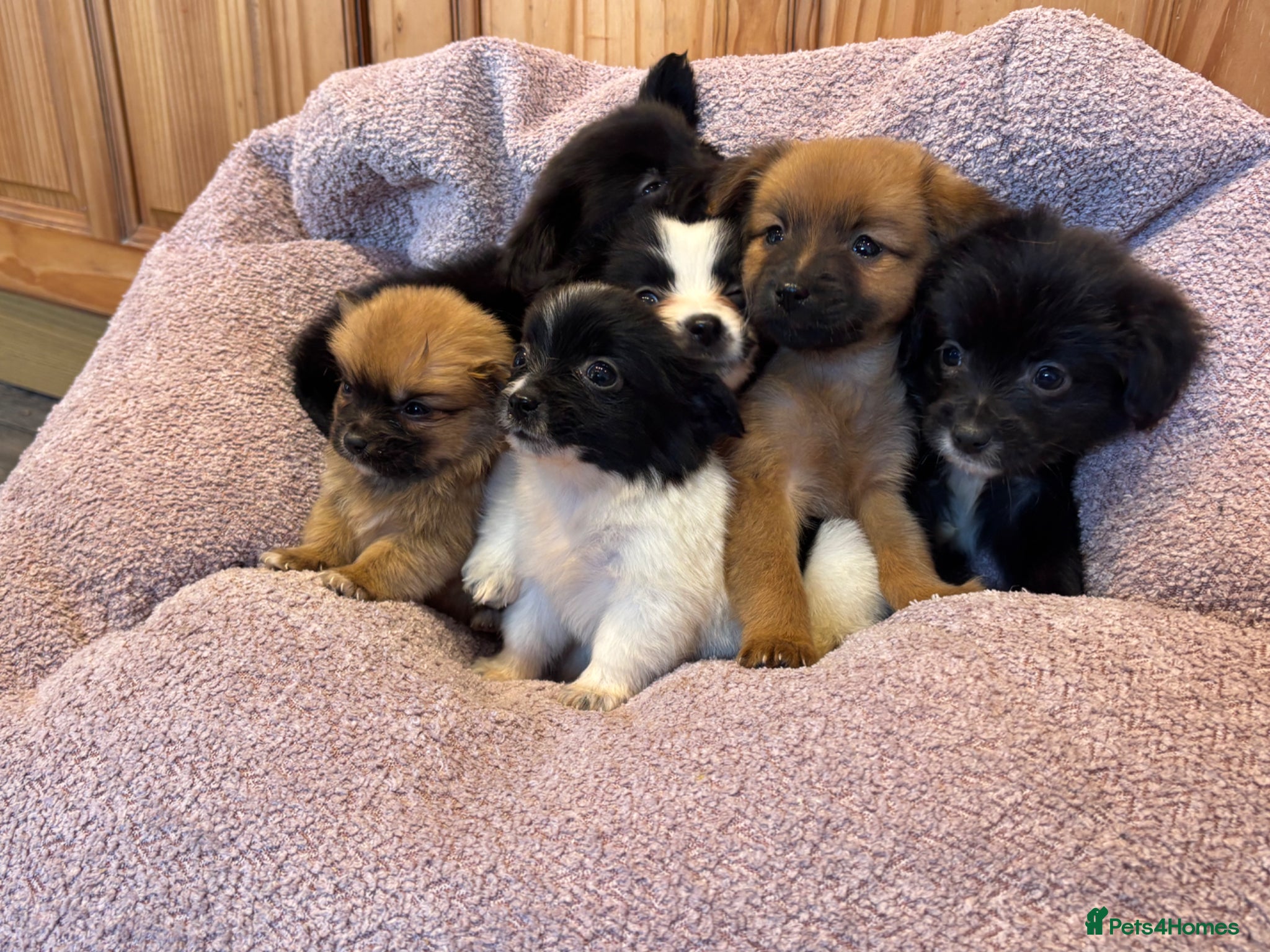 Pomchi dogs Pomchi ❤️ 1 remaining ❤️ - Advert 1