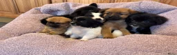 Pomchi dogs for sale: Pomchi in Hull - Advert 16