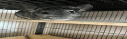 Chinchilla rodents for sale: 3 female chinchillas  in Derby - Advert 4