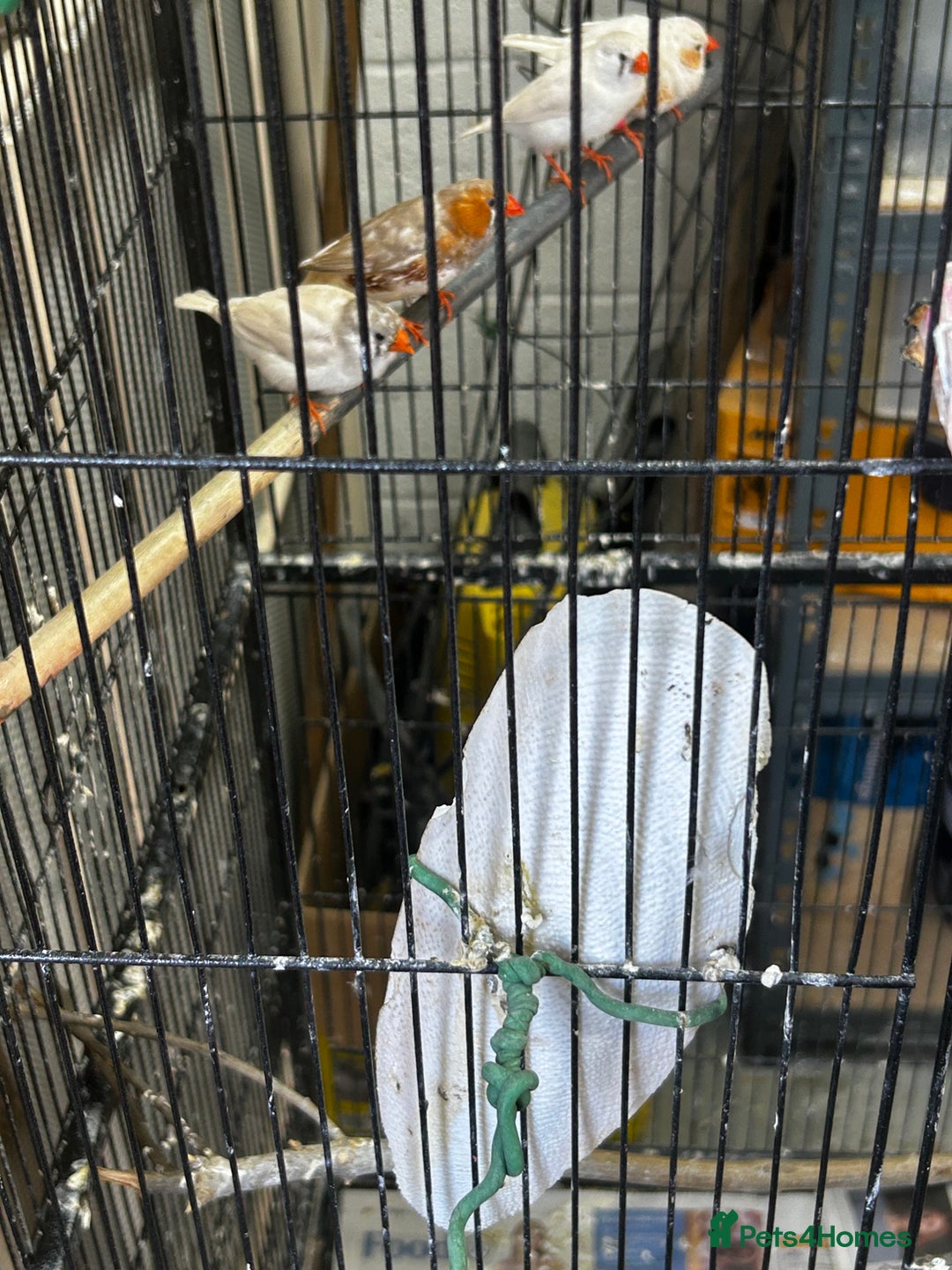 Finches birds for sale: Zebra finches  - Image 8