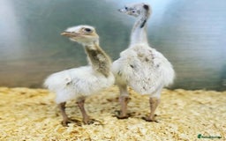 Mixed Breed livestock for sale: White Rhea Chicks & Hatching Rhea Eggs - Image 2