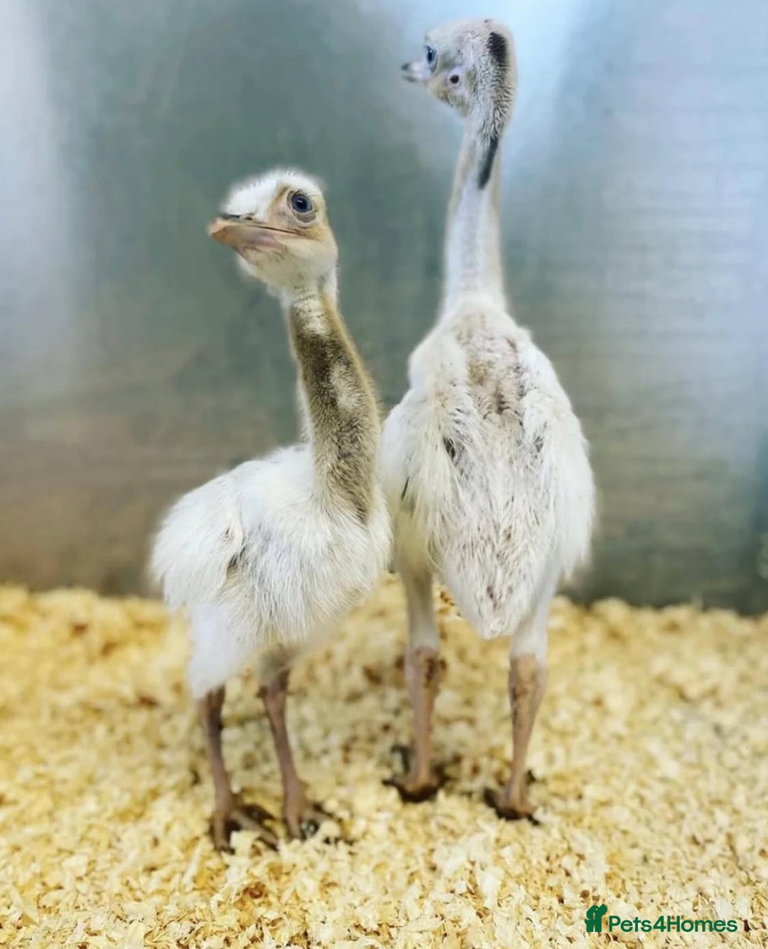 Mixed Breed livestock for sale: White Rhea Chicks & Hatching Rhea Eggs - Image 2