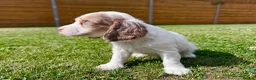 Cockapoo dogs for sale: Beautiful F1 Cockapoo Babies 🐾🐾🐾 - Advert 13