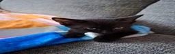 Mixed Breed cats for sale: Kittens for sale in Kidderminster - Advert 2