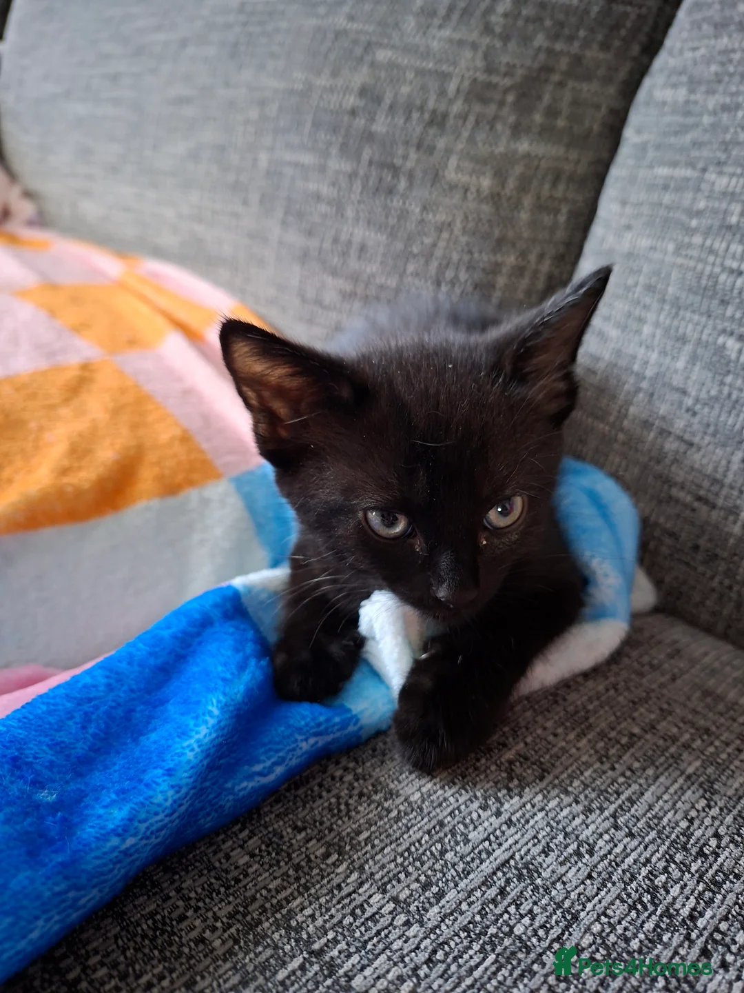 Mixed Breed cats for sale: Kittens for sale in Kidderminster - Advert 2