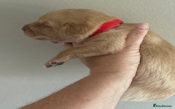 Labrador Retriever dogs for sale: LABRADOR PUPPIES - Image 10