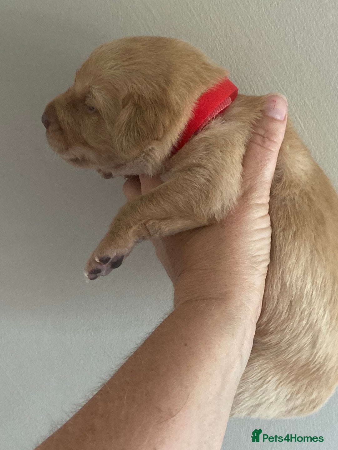 Labrador Retriever dogs for sale: LABRADOR PUPPIES - Image 10