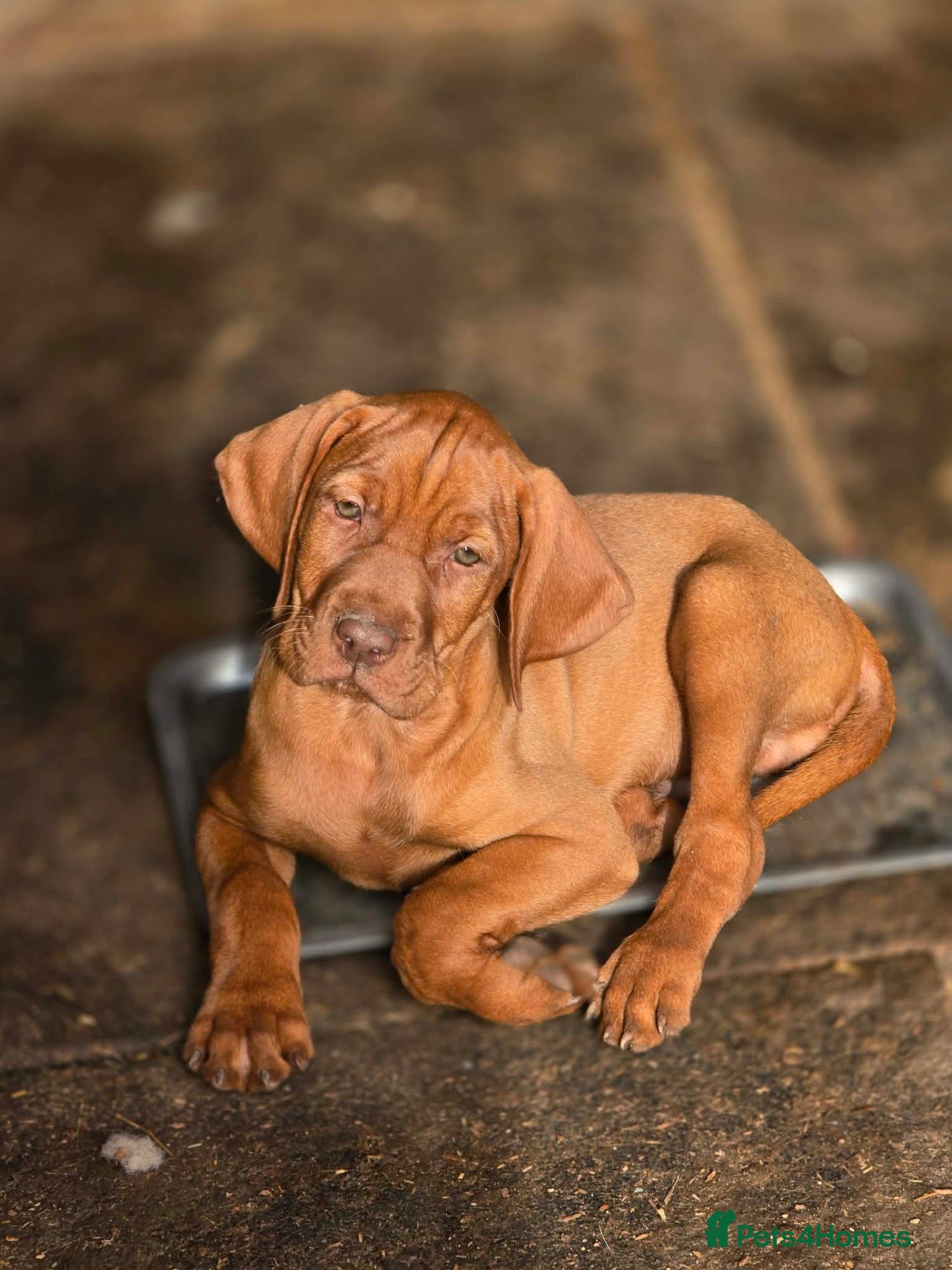 Hungarian Vizsla dogs All very sociable around people and other dogs.  - Advert 2