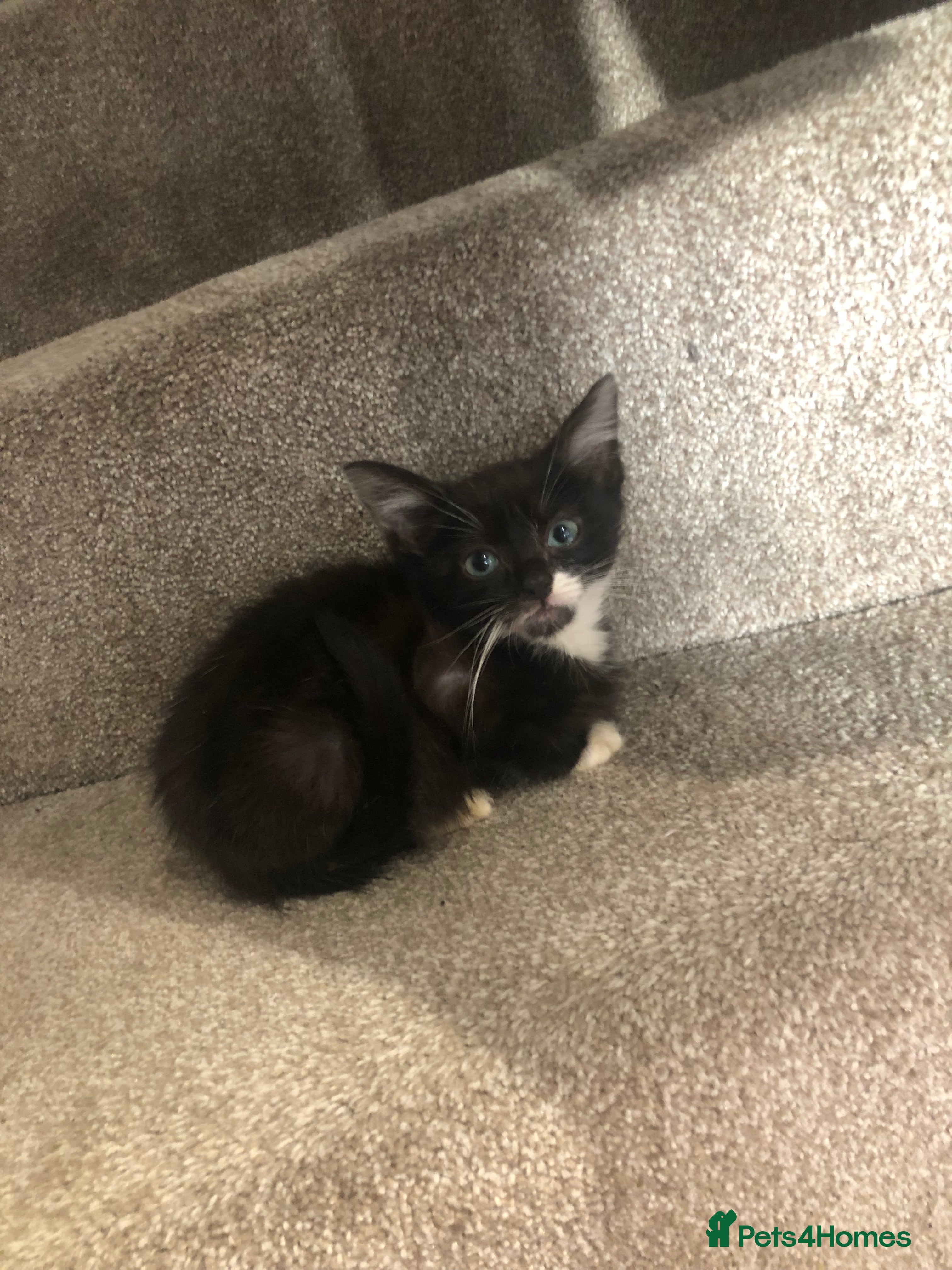 Mixed Breed cats Black white boy kitten last one  - Advert 9