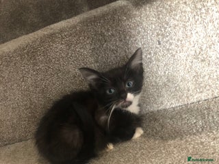Mixed Breed cats Black white boy kitten last one - Advert 2
