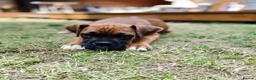 Boxer dogs for stud: Handsome Purebred Boxer – Puppy Back Deal Offered - Advert 17