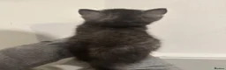 British Shorthair cats for sale: beautiful full bsh kittens  - Advert 7