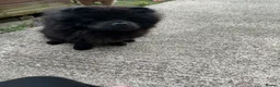 Chow Chow dogs for sale: Beautiful 2-Year-Old Chow Chow  - Advert 3