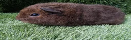 Guinea Pig rodents for sale: Rex guinea pigs  - Advert 5