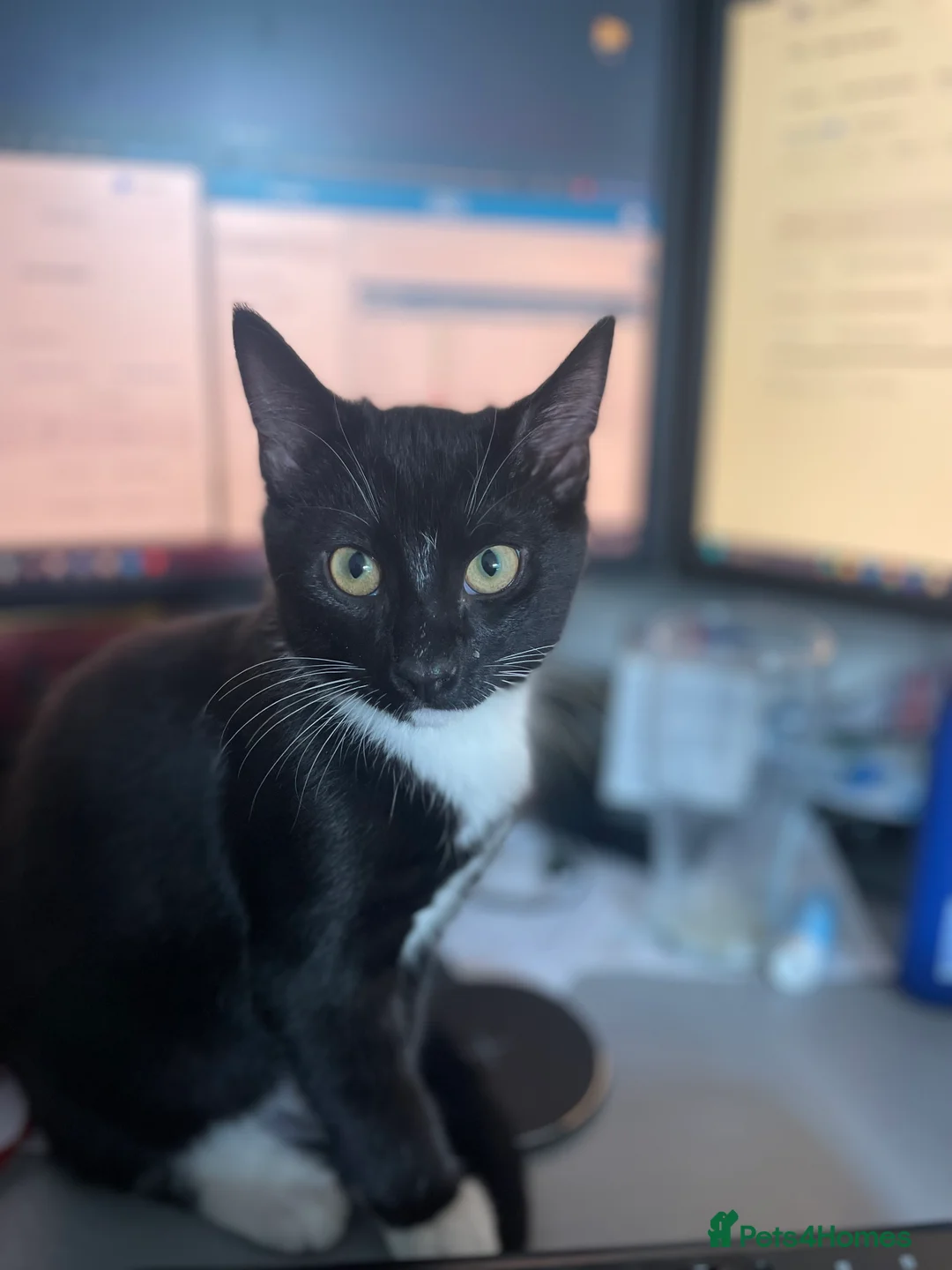 Mixed Breed cats for sale: Mixed breed kittens for sale  - Advert 6