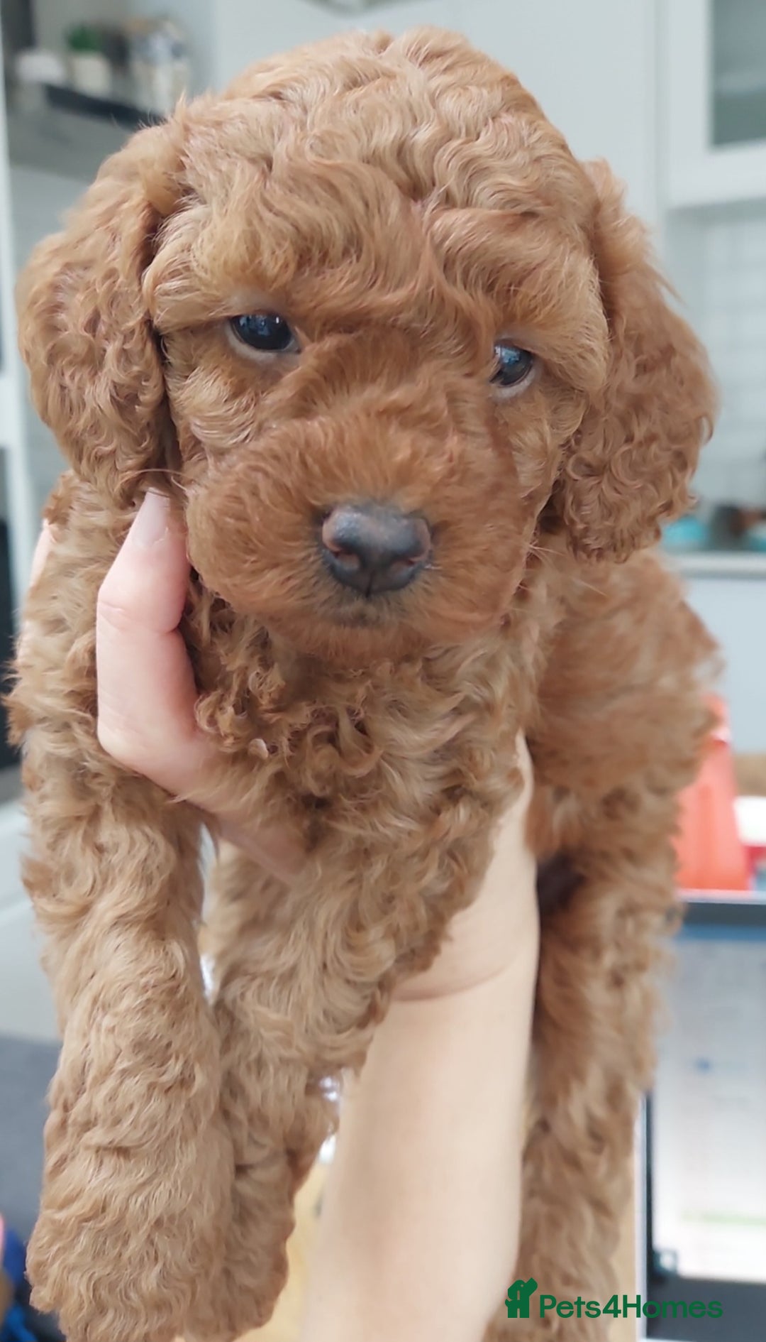 Cavachon dogs for sale: Cavapoochon Puppies Ready 19th September - Image 10