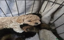 Shihpoo dogs for sale: 🐾 Adorable Shihpoo Puppies 🐾 - Image 17