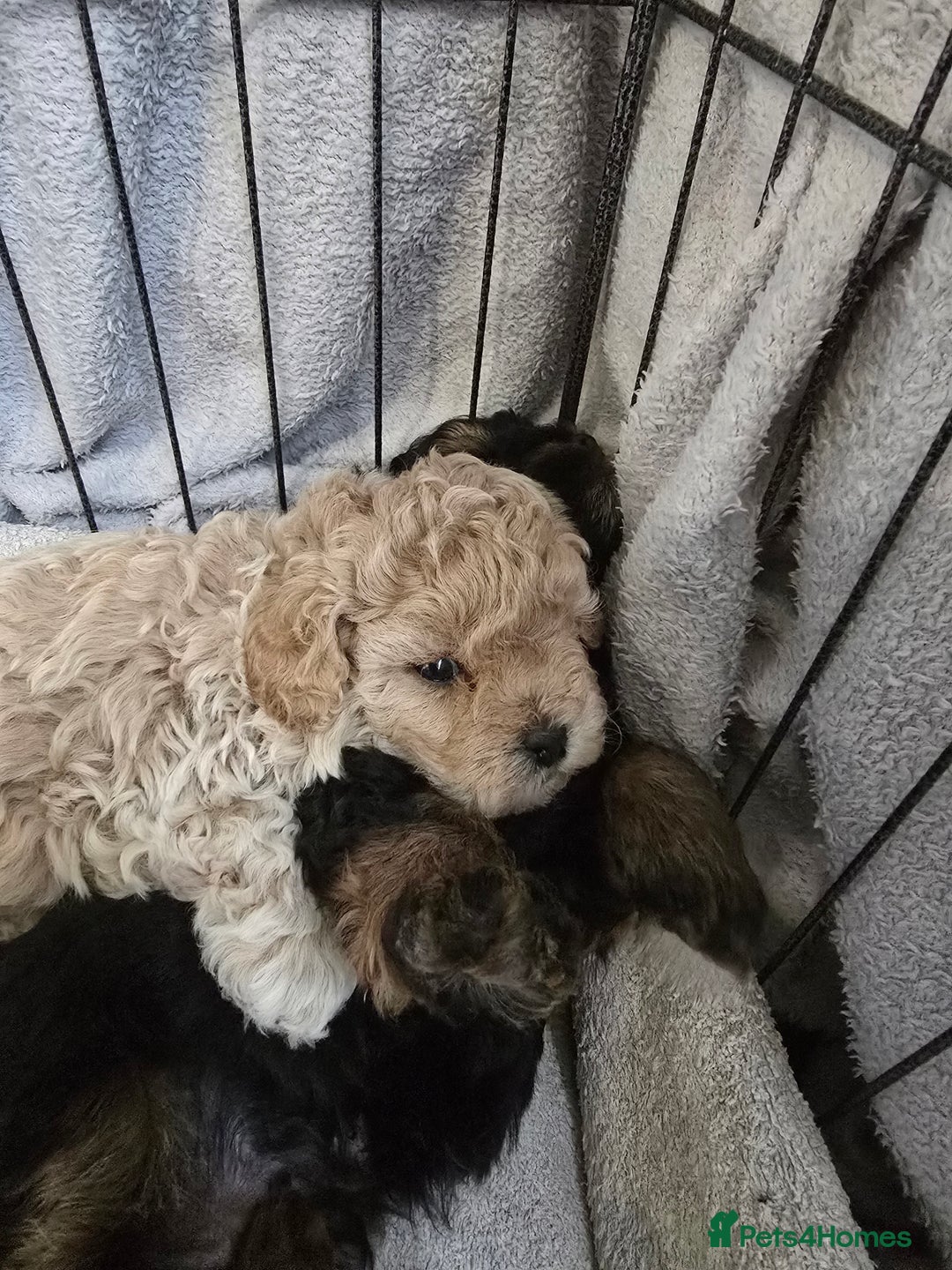 Shihpoo dogs for sale: 🐾 Adorable Shihpoo Puppies 🐾 - Image 17
