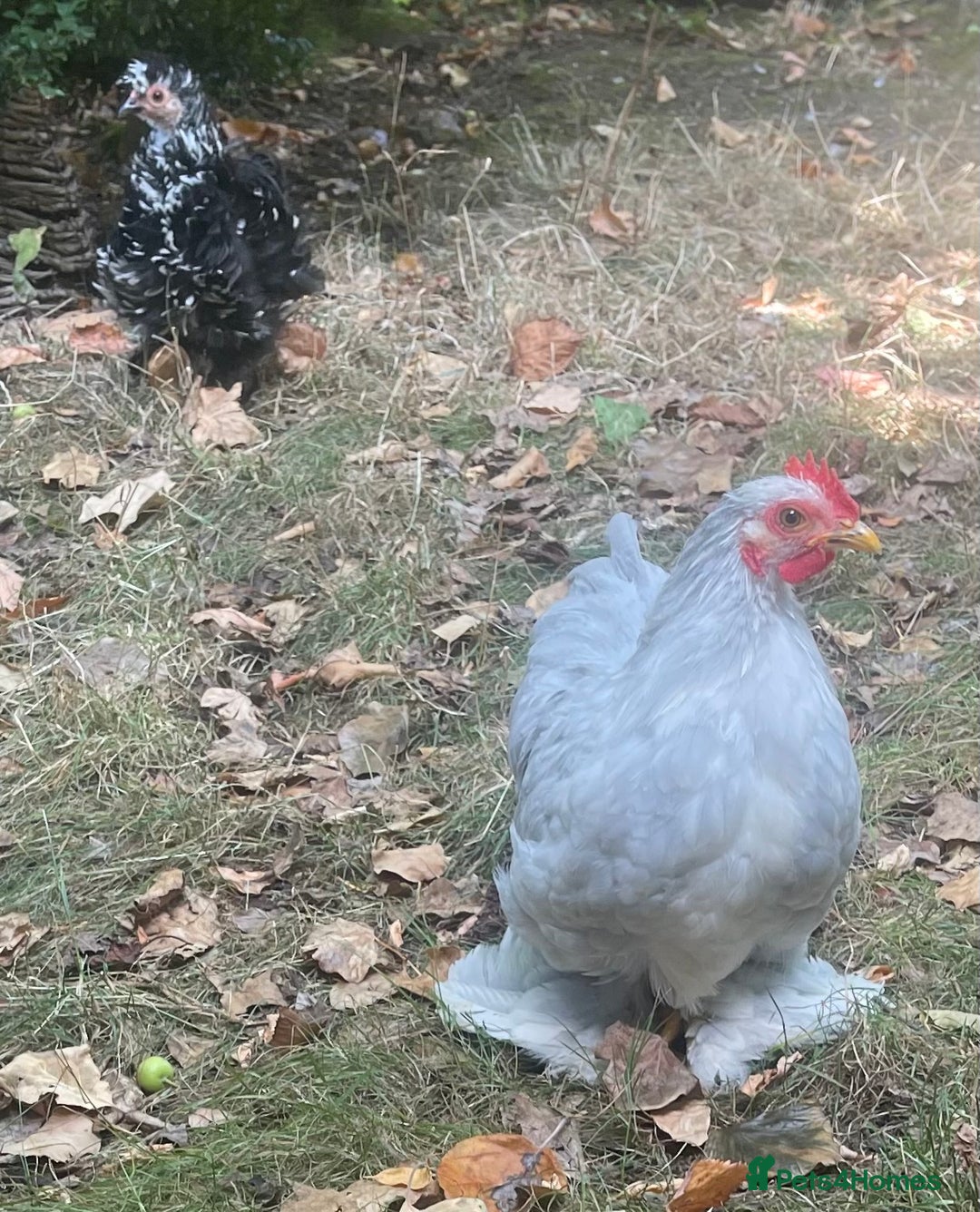 Chickens poultry for sale: Hen, POL Hens, Cockerels and chicks - Image 7