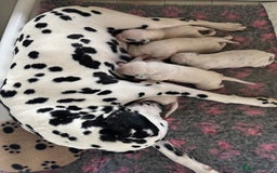 Dalmatian dogs for sale: Malosky Dalmatians  - Image 7