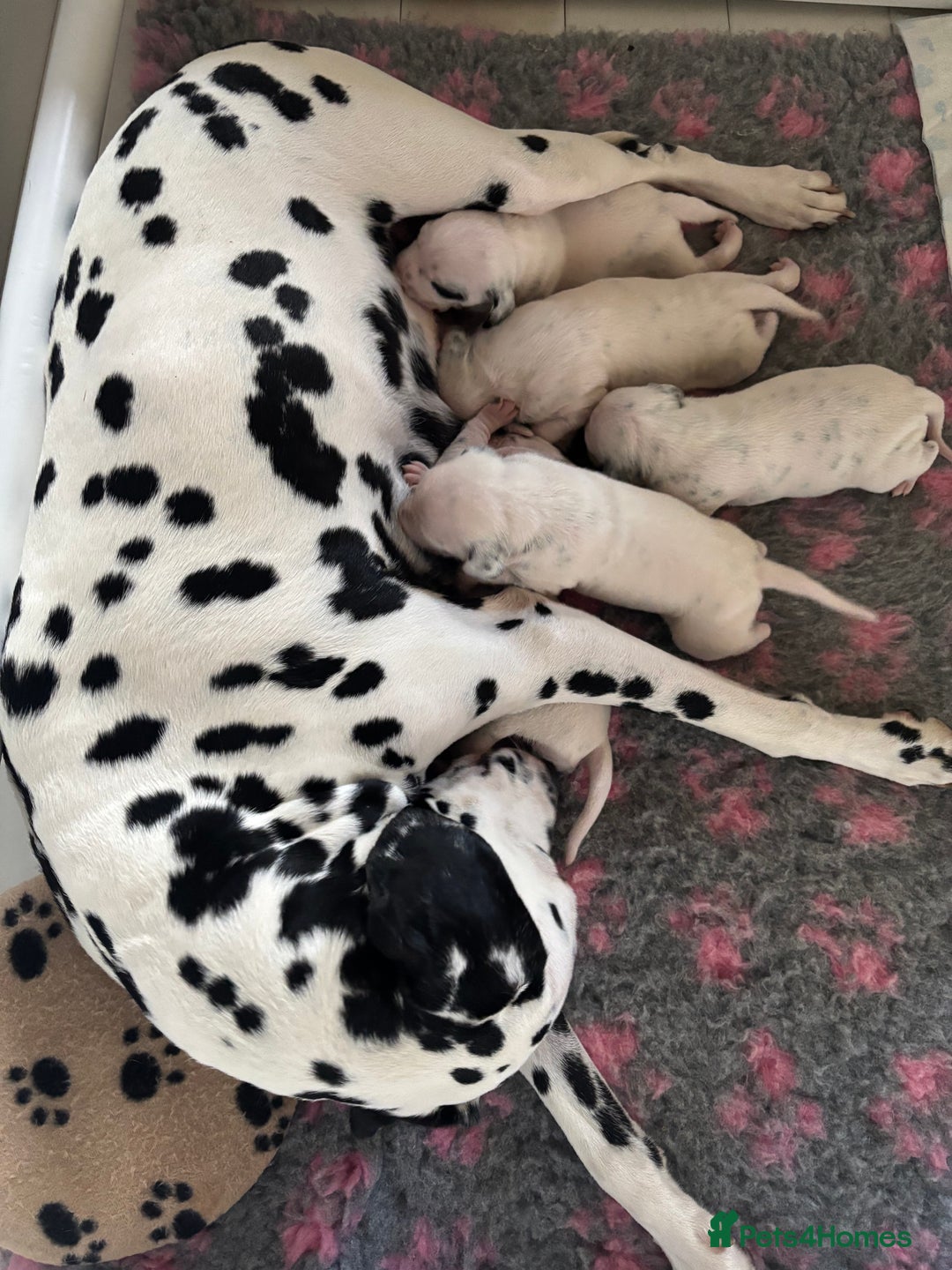 Dalmatian dogs for sale: Malosky Dalmatians  - Image 7
