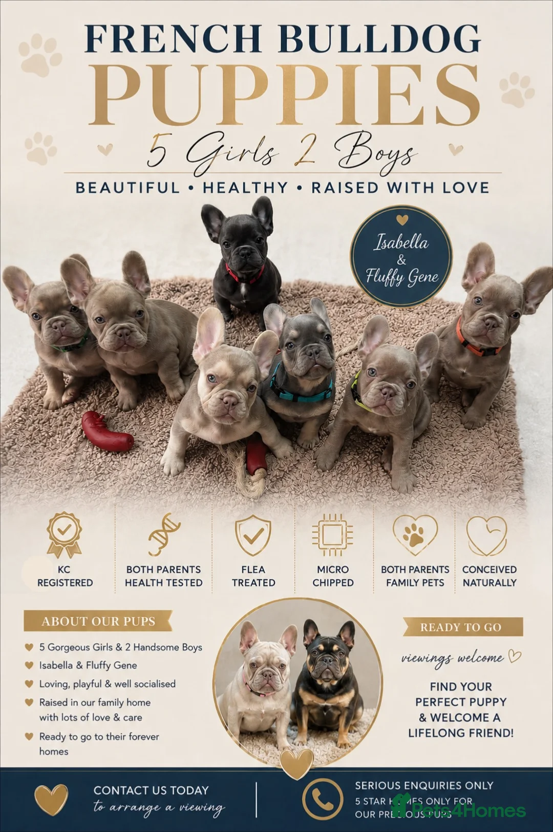 French Bulldog dogs for sale: French Bulldog Pups - Advert 20