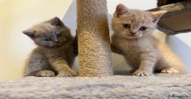 British Shorthair cats - Advert 4