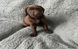 Labrador Retriever dogs for sale: Chunky Chocolate Girls Looking 4 Forever Families - Image 4