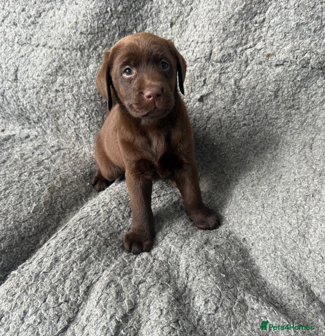 Labrador Retriever dogs for sale: Chunky Chocolate Girls Looking 4 Forever Families - Image 4