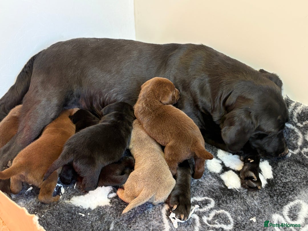 Labrador Retriever dogs for sale: Stunning Labrador puppies - Advert 19