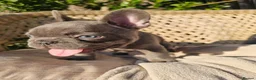 French Bulldog dogs for sale: Adorable French Bulldog Brother & Sister - Advert 13