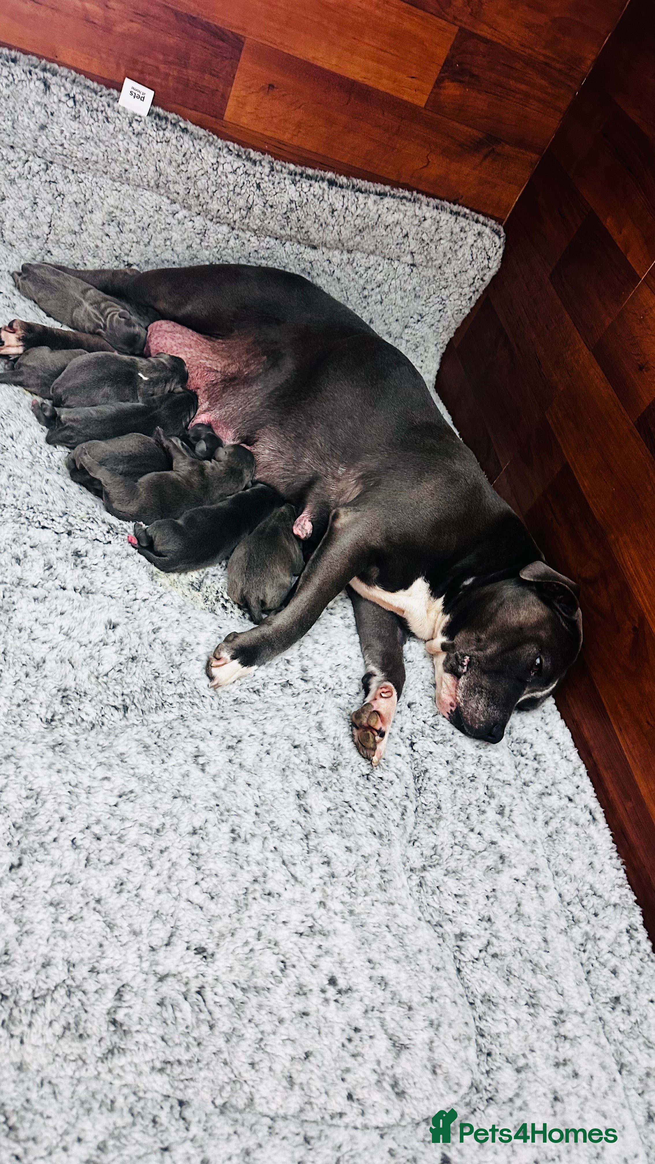 Staffordshire Bull Terrier dogs ✨🥰🐶 KC Registered Staffordshire Bull Terrier  🐾 - Advert 1