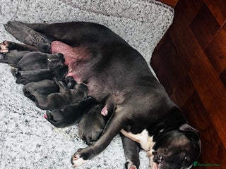 Staffordshire Bull Terrier dogs ✨🥰🐶 KC Registered Staffordshire Bull Terrier 🐾 - Advert 1