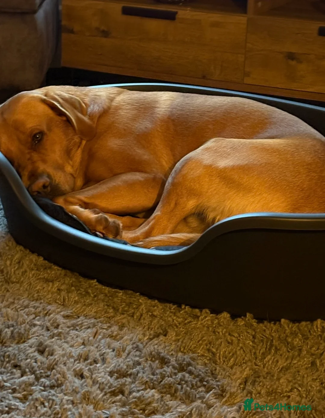 Labrador Retriever dogs for stud: KC registered and fully health checked  - Advert 15