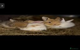 Mini Lop rabbits for sale: Mini Lop/Lion Lop babies - Image 6