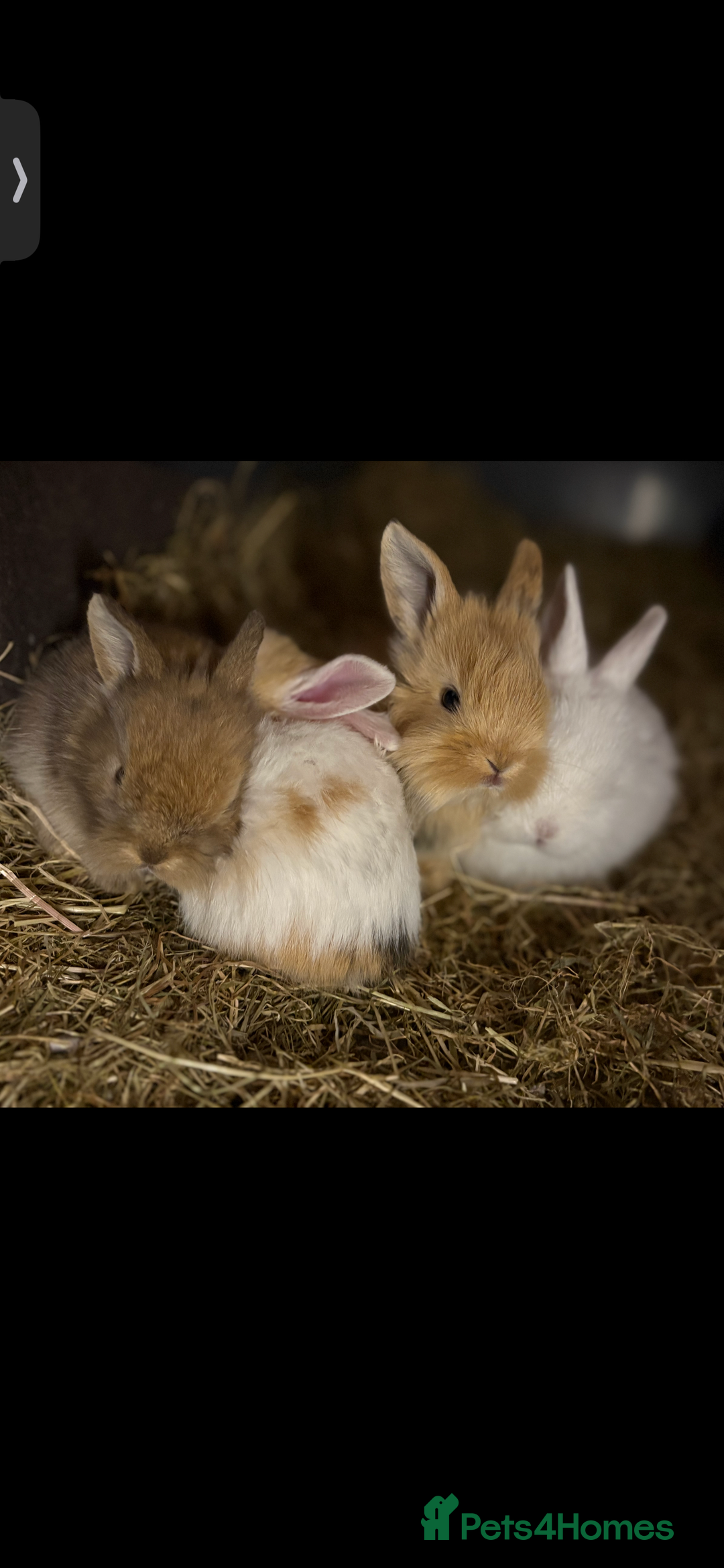 Mini Lop rabbits for sale: Mini Lop/Lion Lop babies - Image 6