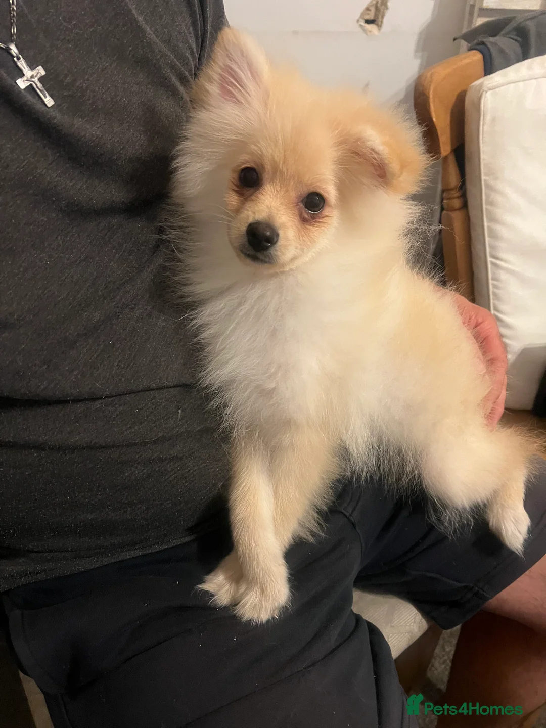 Pomeranian dogs for sale: Pomeranian fox snout - Advert 6